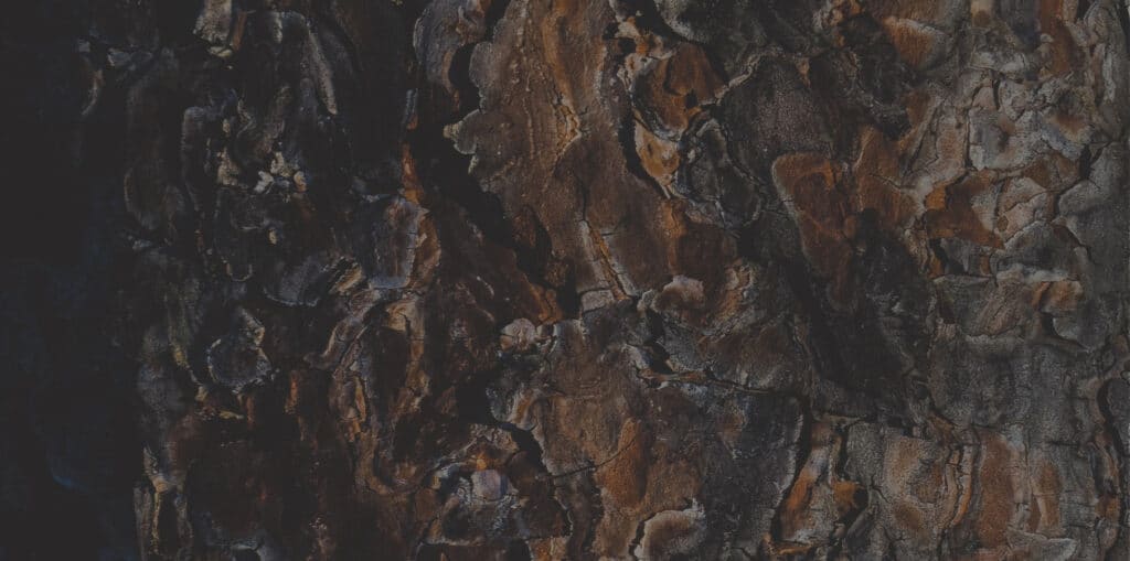 Reinlein Parkett - dunkle Baumrinde