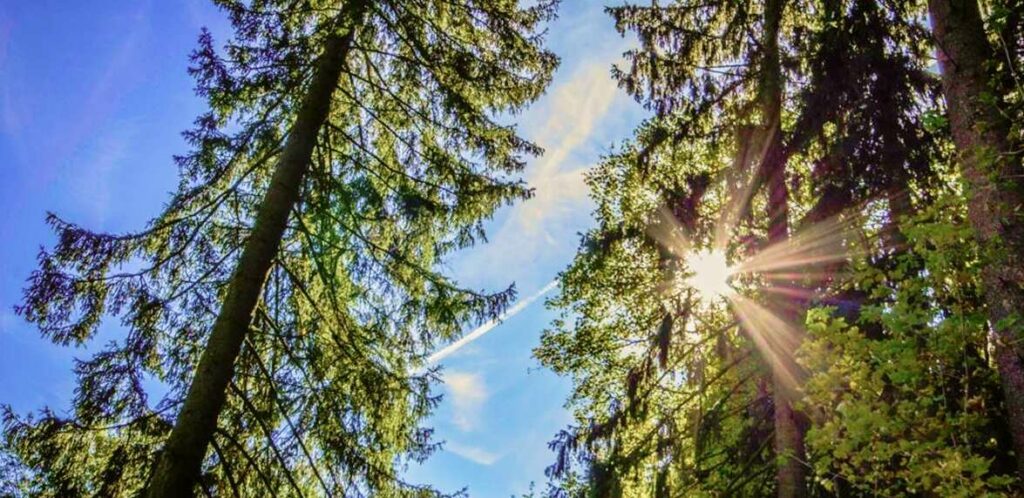 Reinlein Parkett - Stimmungsbild Wald mit Sonne